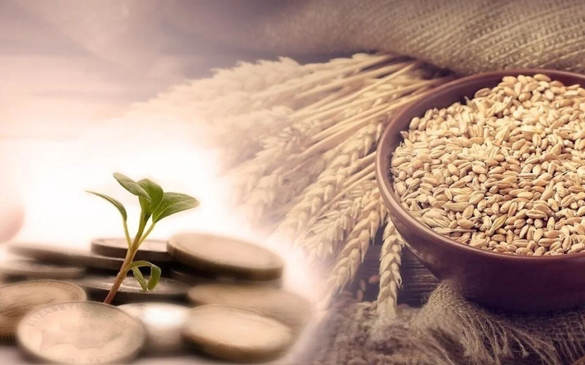 گندمکاران بخوانند| افزایش شدید قیمت گندم از امروز جمعه ۲۵ اردیبهشت ۱۴۰۵