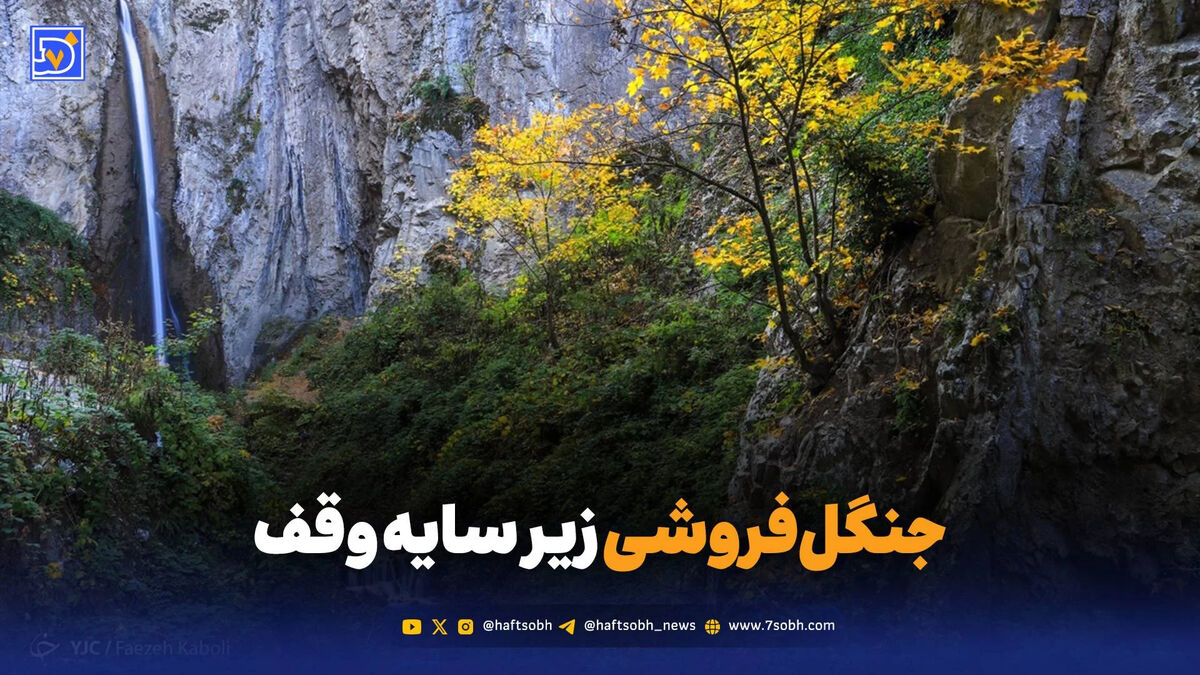 جنگل‌فروشی زیر سایه وقف