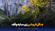 جنگل‌فروشی زیر سایه وقف