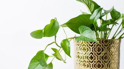 نکاتی برای مراقبت از گیاهان آپارتمانی