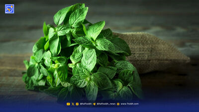 تاثیر معجزه‌آسای ماهی‌های چرب و آواکادو