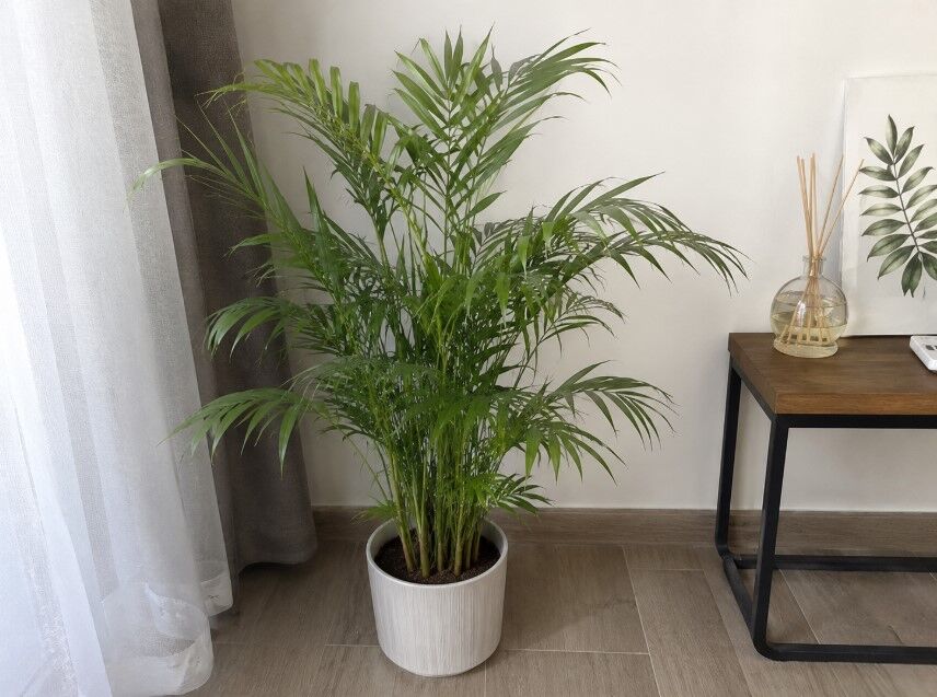 گیاه شامادورا یا Parlor Palm